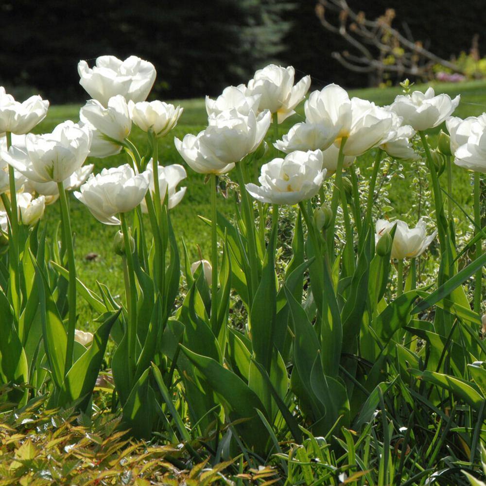12/Plus Cm, Mount Tacoma Double Late Tulip Bulbs, White (Bag Of 50)