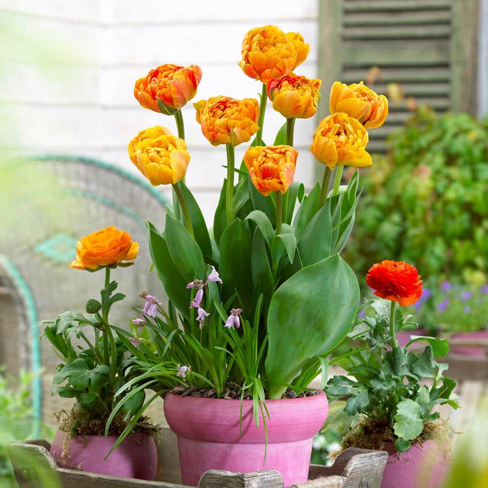 12/Plus Cm, Sun Lover Double Late Tulip Flower Bulbs (Bag Of 250)