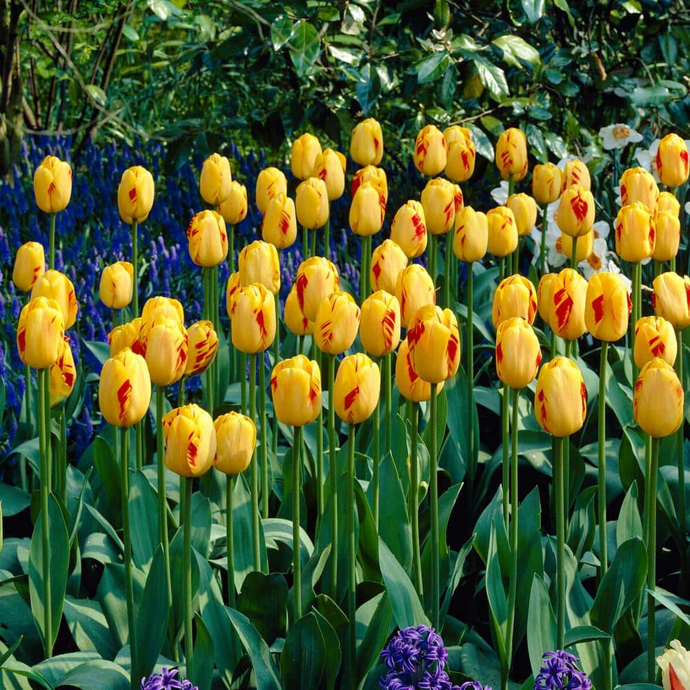 12/Plus Cm, Darwin Hybrid Olympic Flame Tulip Flower Bulbs (Bag Of 100)