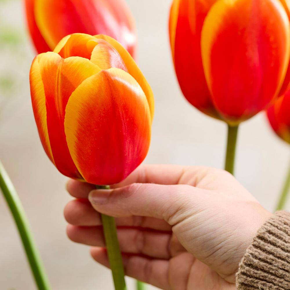12/+ Cm, Darwin Hybrid Dafeng Tulip Flower Bulbs (Bag Of 100)