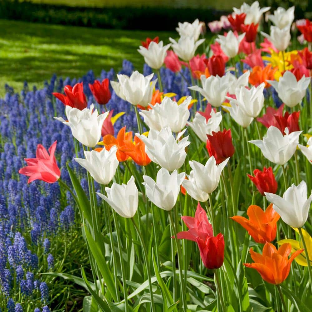 12/Plus Cm, Lily Flowering Mix Tulip Flower Bulbs (Bag Of 100)