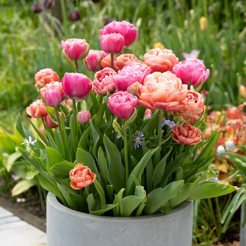 12/Plus Cm, Amazing Blend Double Mix Tulip Flower Bulbs (Bag Of 100)