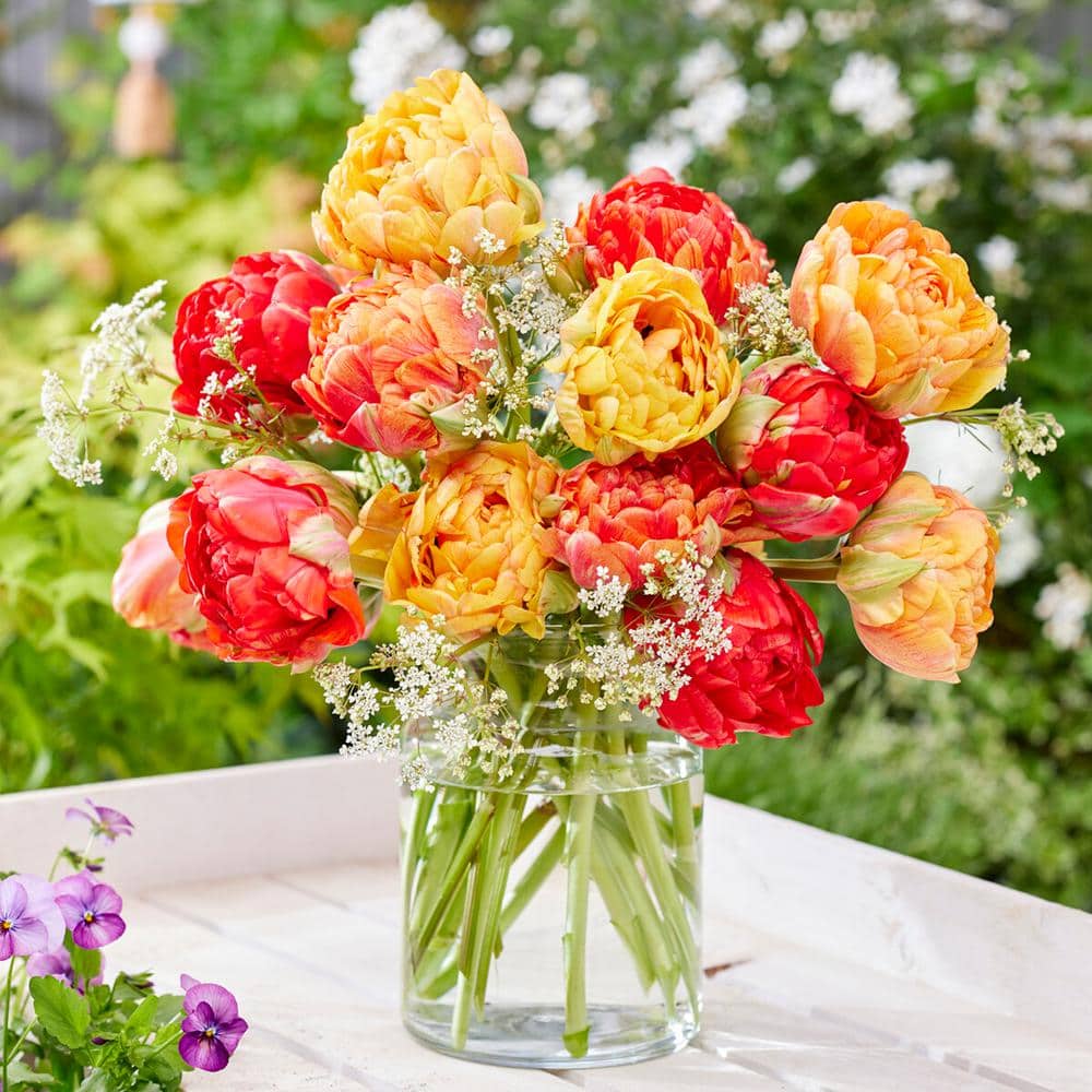 12/Plus Cm, Caribbean Mix Double Late Tulip Flower Bulbs (Bag Of 100)