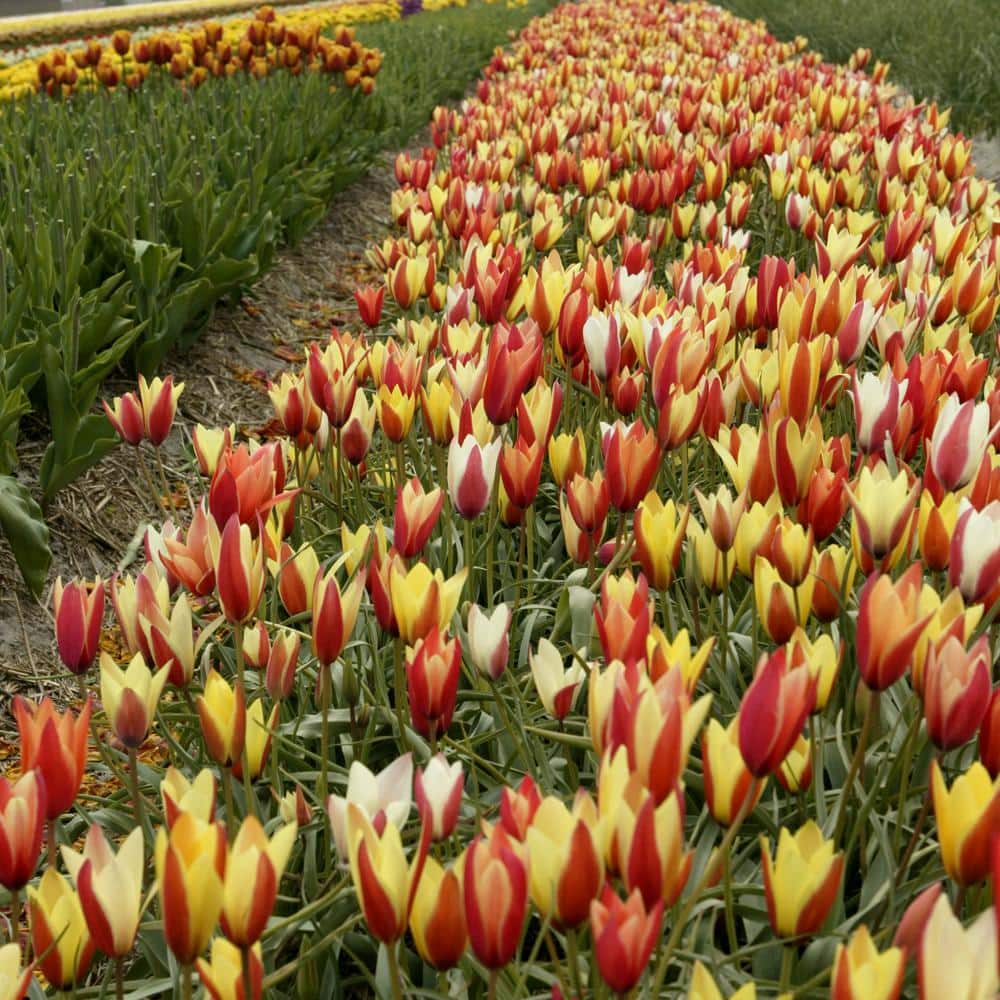 6/7cm, Candy Corn Mix Clusiana Tulip Flower Bulbs (Bag Of 25)