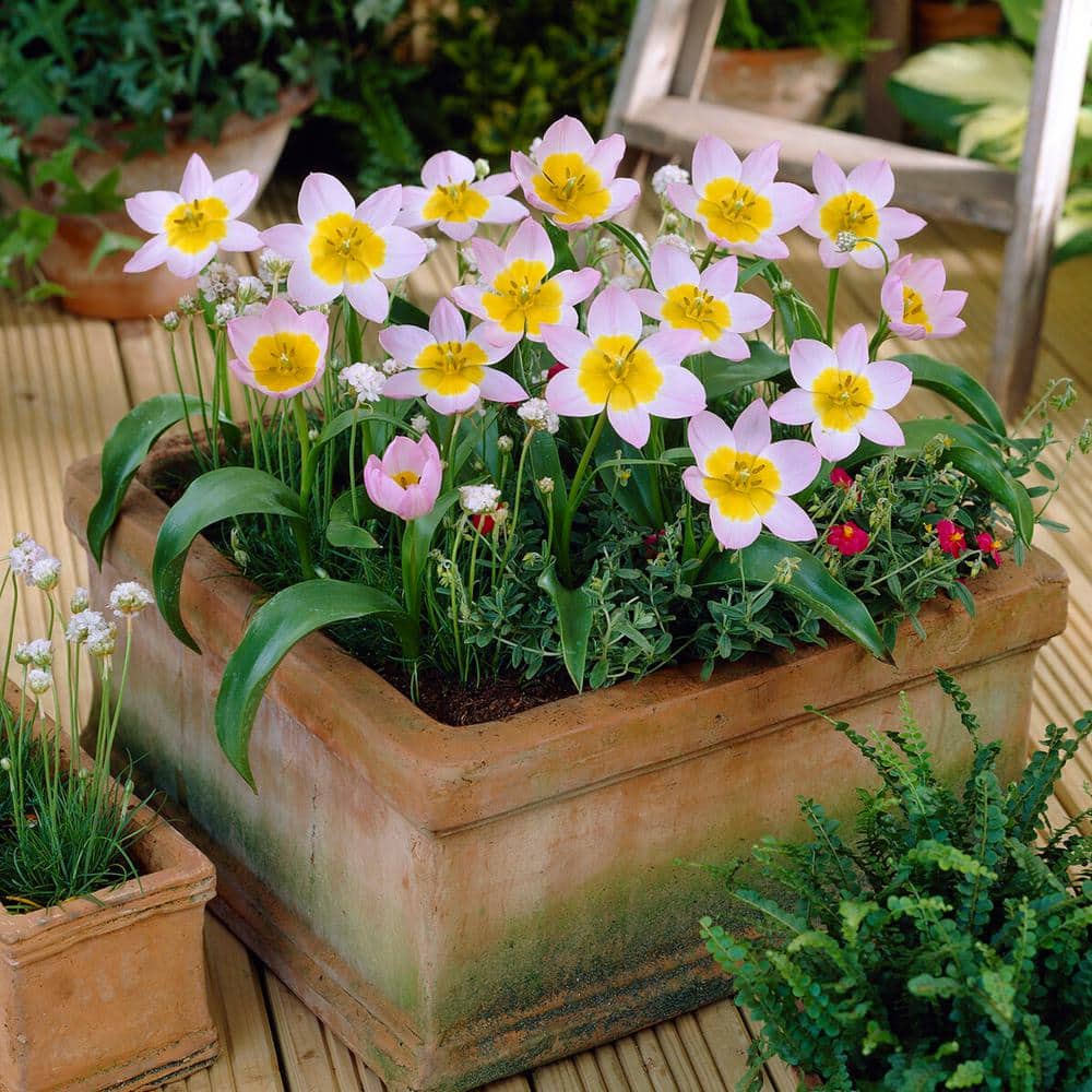 6/Plus Cm, Lilac Wonder Bakeri Tulip Flower Bulbs, Pink (Bag Of 100)