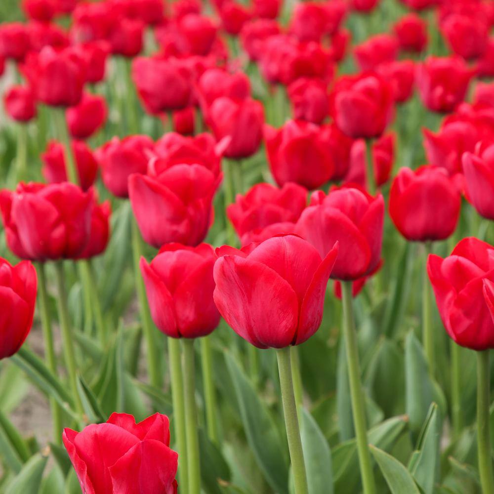 12/Plus Cm, Apeldoorn Darwin Hybrid Tulip Flower Bulbs, Red (Bag Of 250)