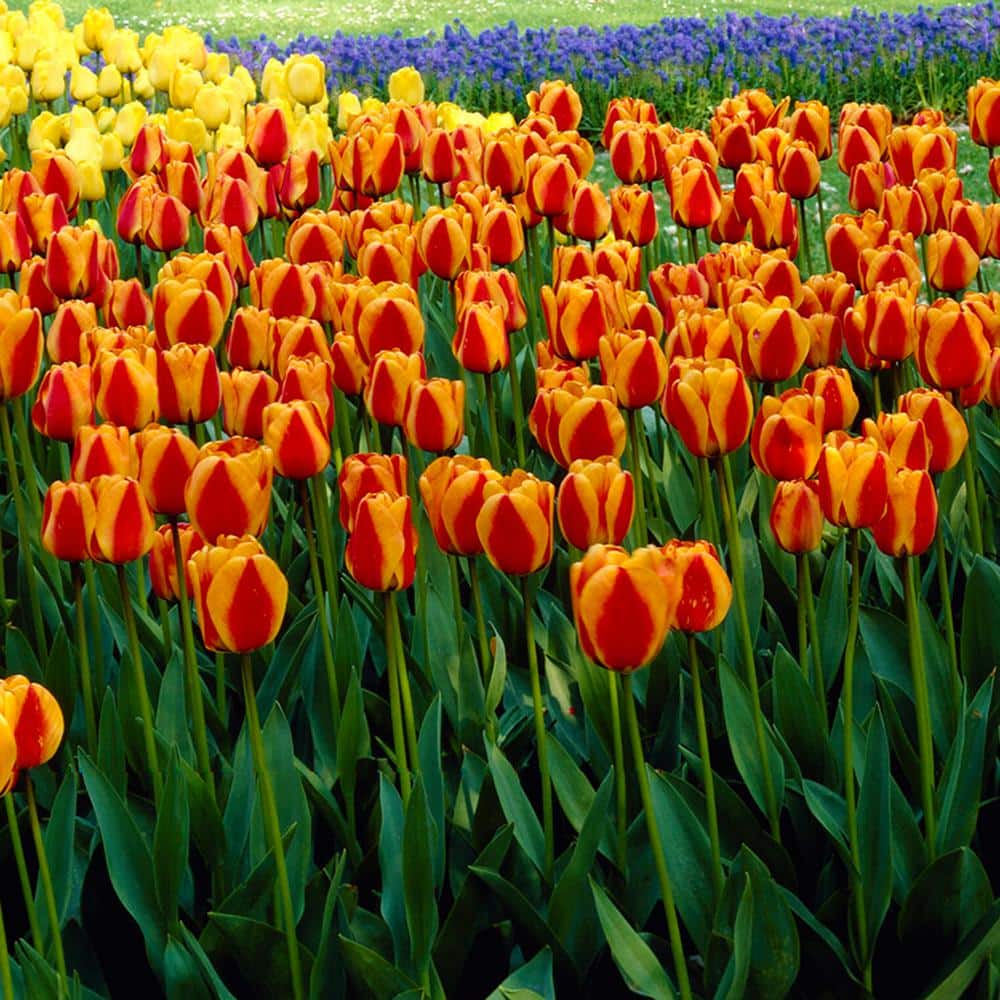 12/+ Cm, Apeldoorn's Elite Darwin Hybrid Tulip Flower Bulbs (Bag Of 50)