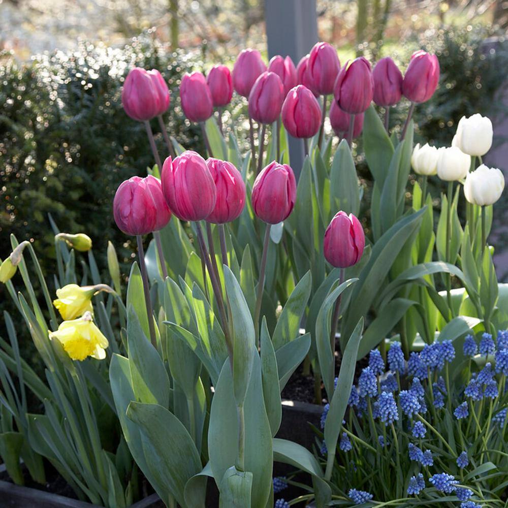 12/+ Cm, Lavender Alibi Triumph Tulip Flower Bulbs (Bag Of 50)