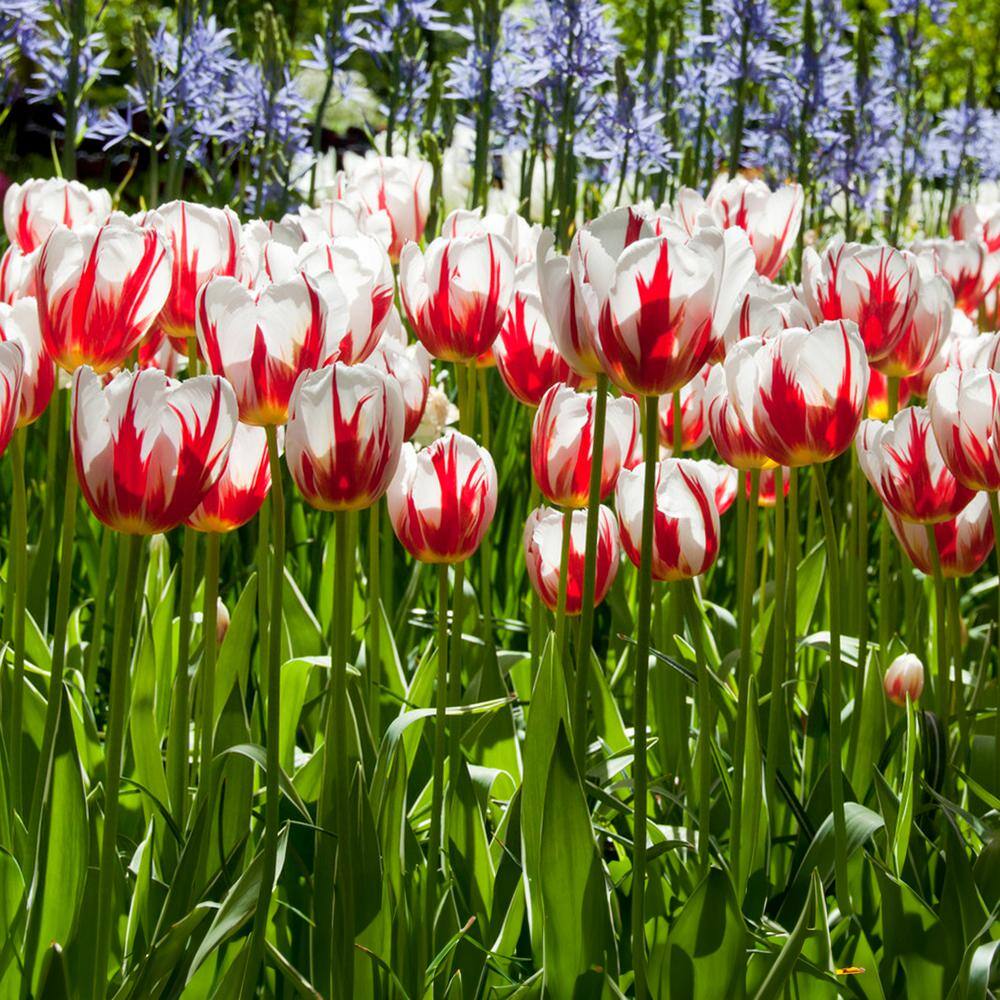 12/+ Cm, Happy Generation Triumph Tulip Flower Bulbs (Bag Of 50)