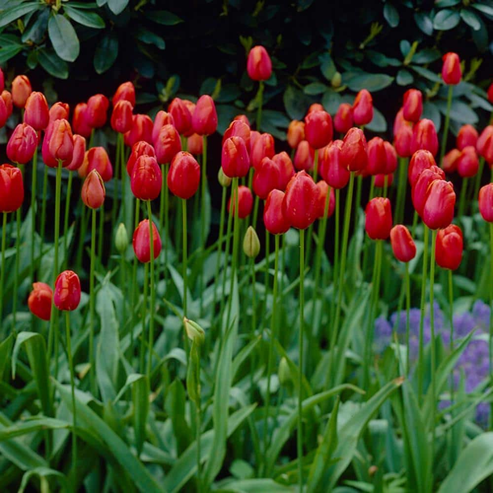 12/Plus Cm, Red Avignon Single Late Tulip Flower Bulbs (Bag Of 50)