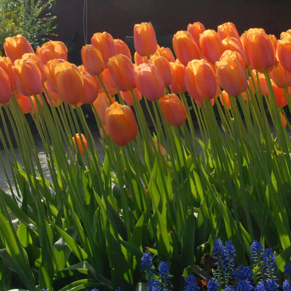 12/+ Cm Orange Dordogne Single Late Tulip Flower Bulbs (Bag Of 100)