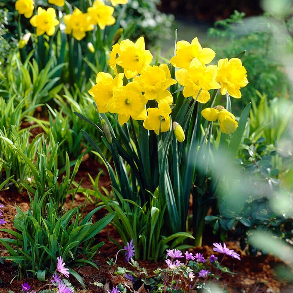 14/16 Cm Dutch Master Trumpet Daffodil Flower Bulbs (Bag Of 250)