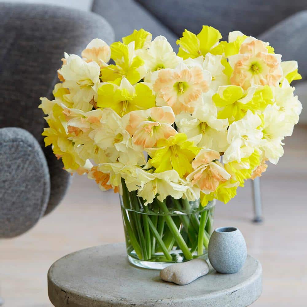 14/16 Cm Butterfly MixSplit CoronaDaffodil Flower Bulbs (Bag Of 100)