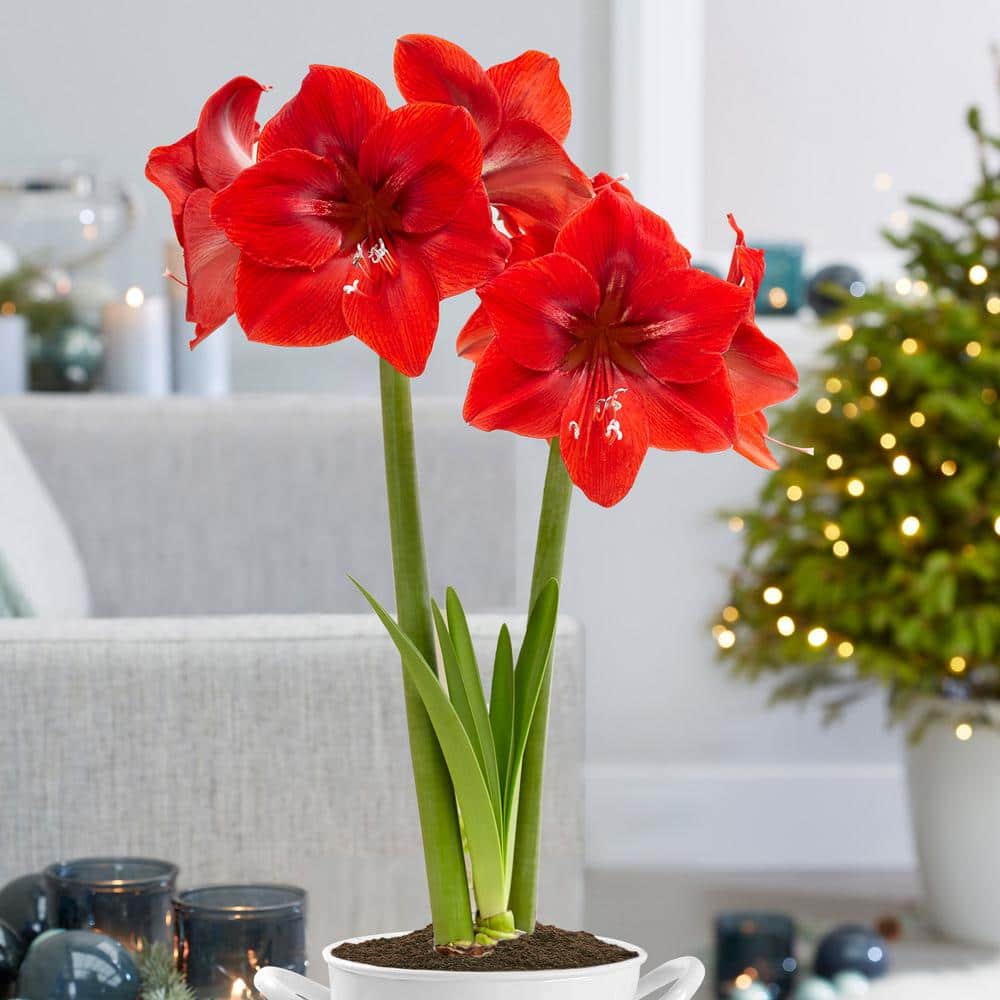 26/28 Cm Red Lion Amaryllis Flower Bulbs (Bag Of 6)