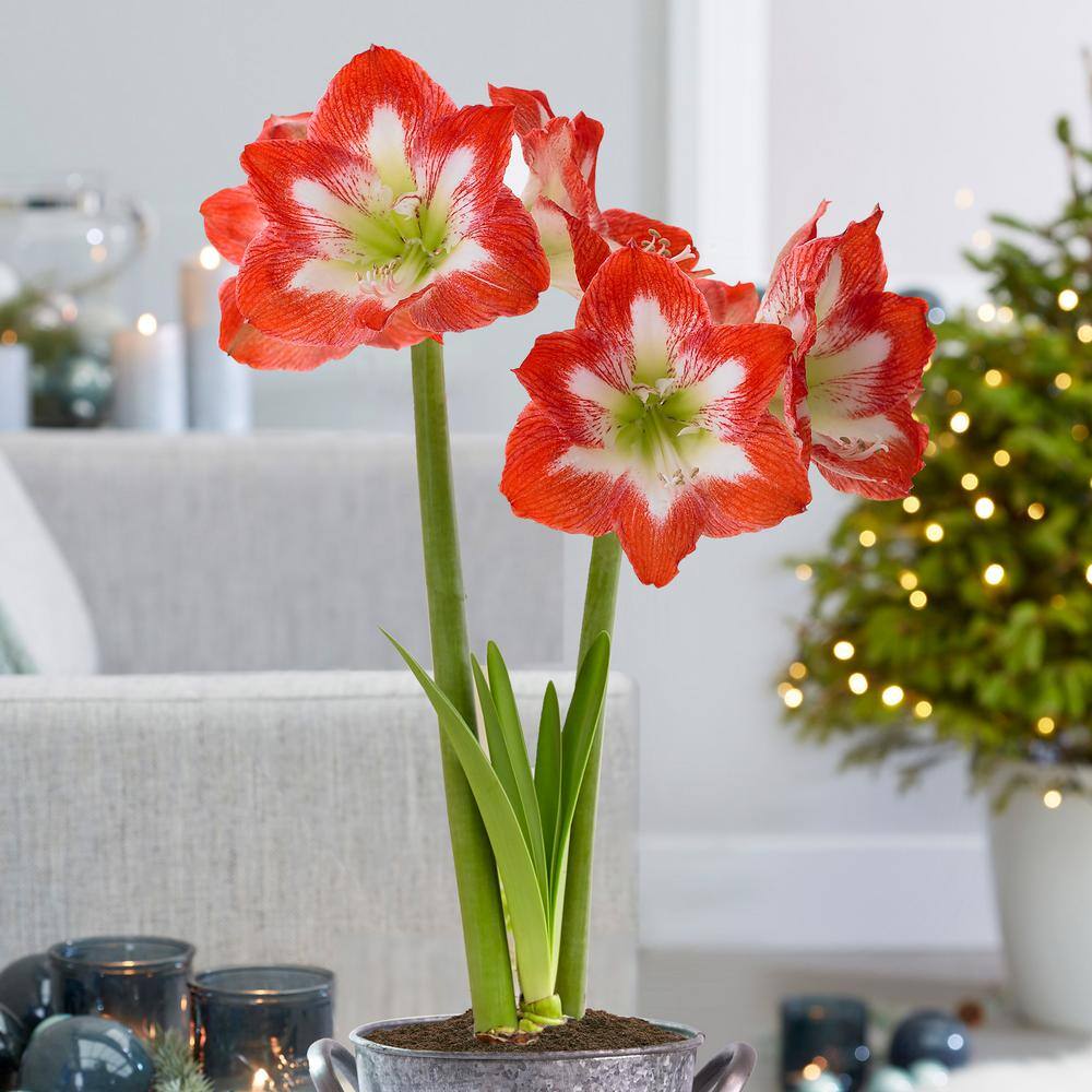 26/28 Cm Minerva Amaryllis Flower Bulbs (Bag Of 6)