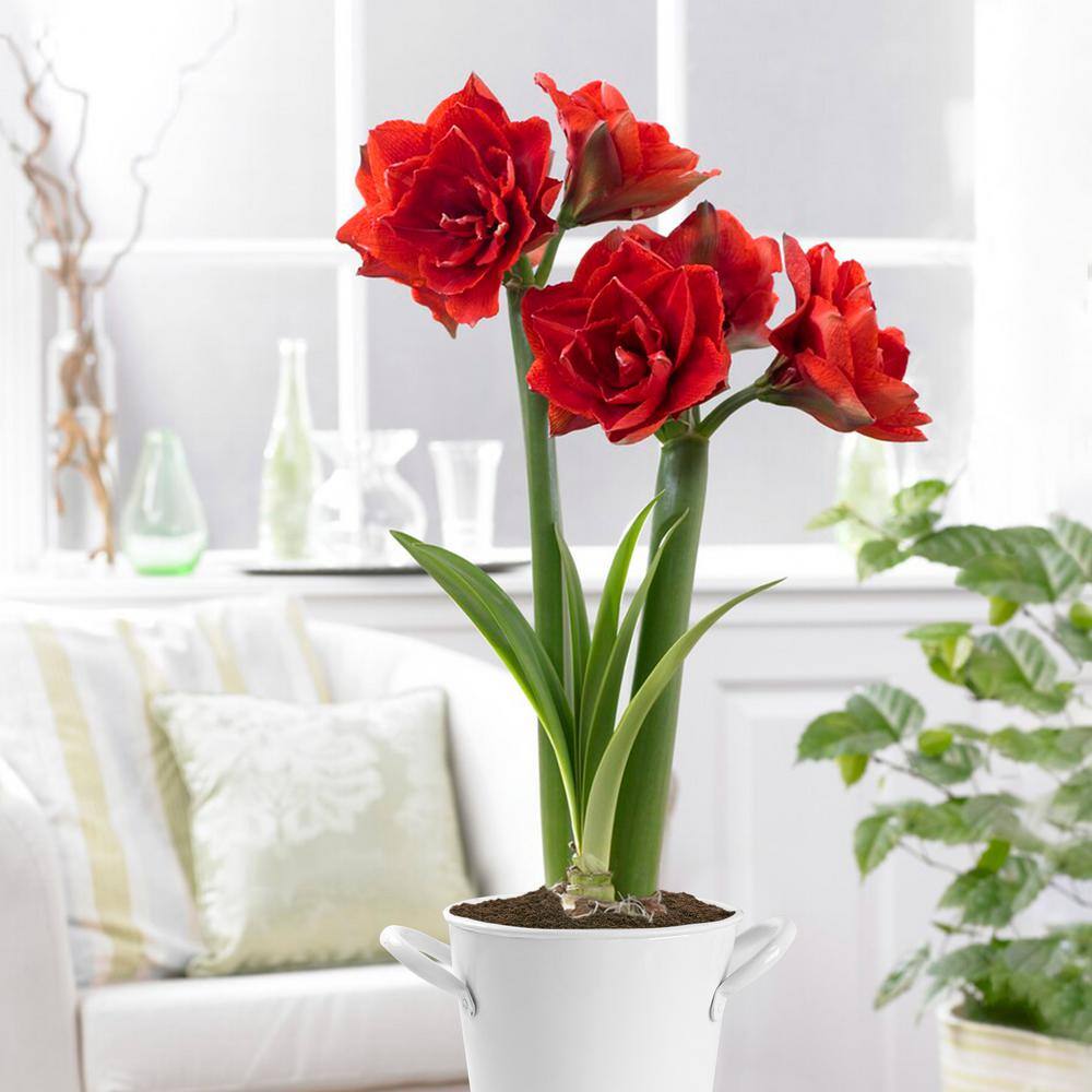 26/28cm Red Double Amaryllis Bulb Kit With White Container