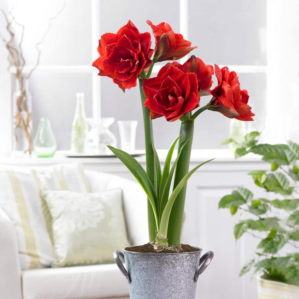 26/28cm Red Double Amaryllis Bulb Gift Kit With Zinc Container
