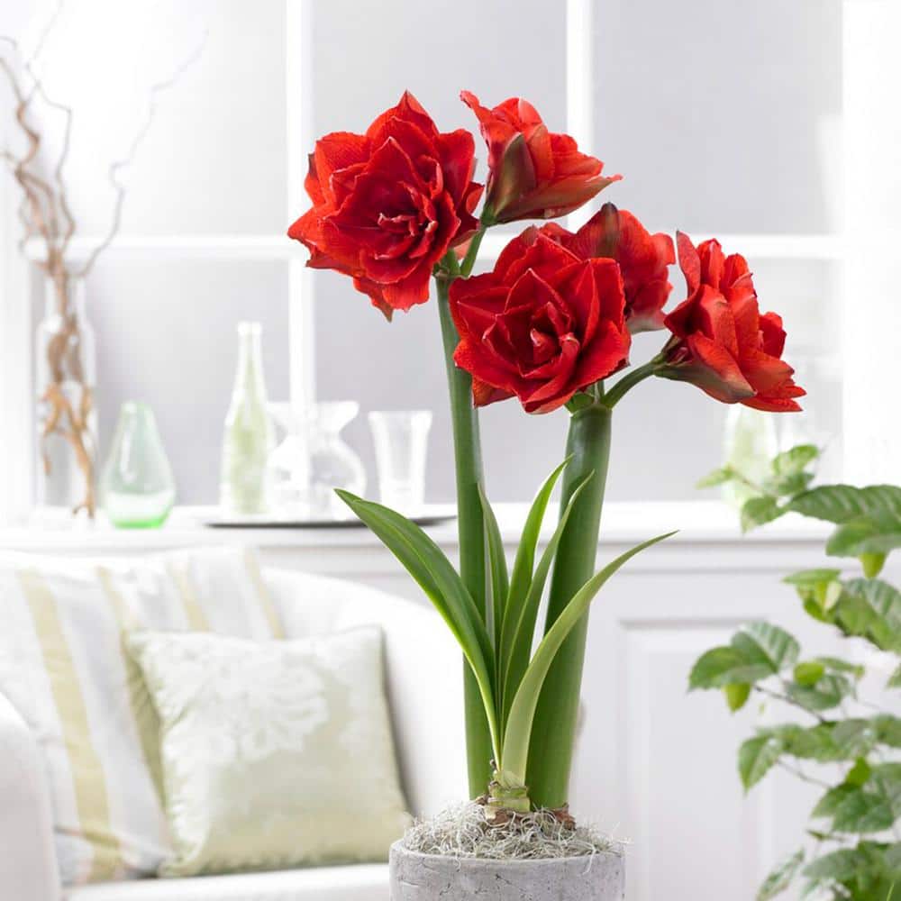 26/28 Cm Red Double Amaryllis Flower Bulb (Bag Of 1)