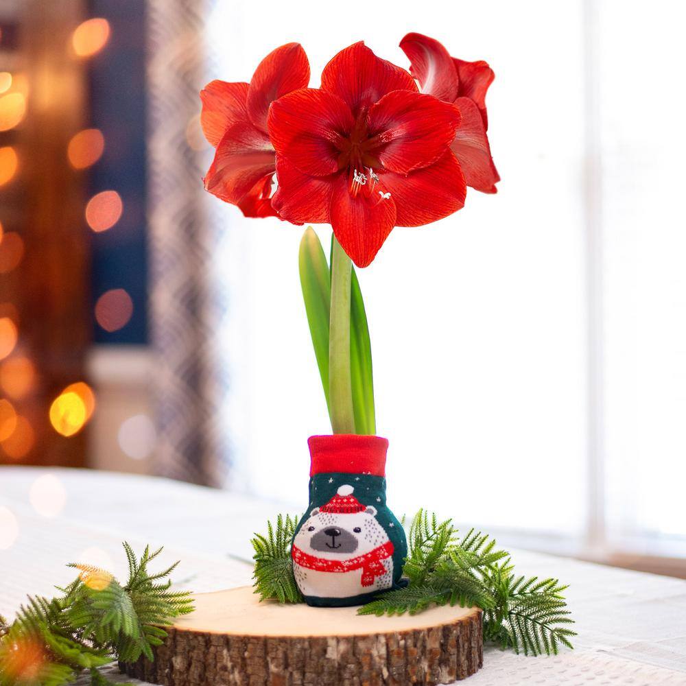 28/30 Cm Red Lion Sweater Amaryllis Flower Bulb, Polar Bear