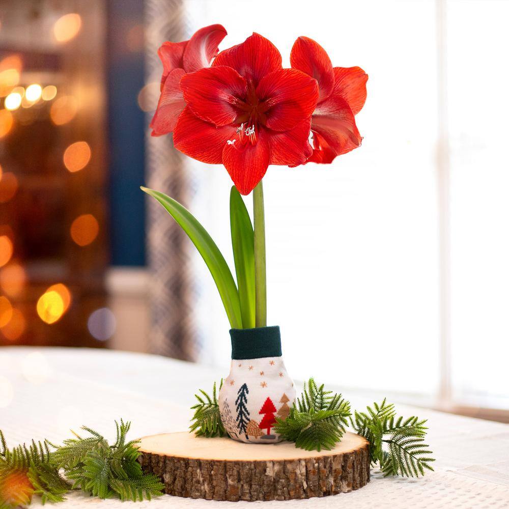 28/30 Cm Red Lion Sweater Amaryllis Flower Bulb, Trees