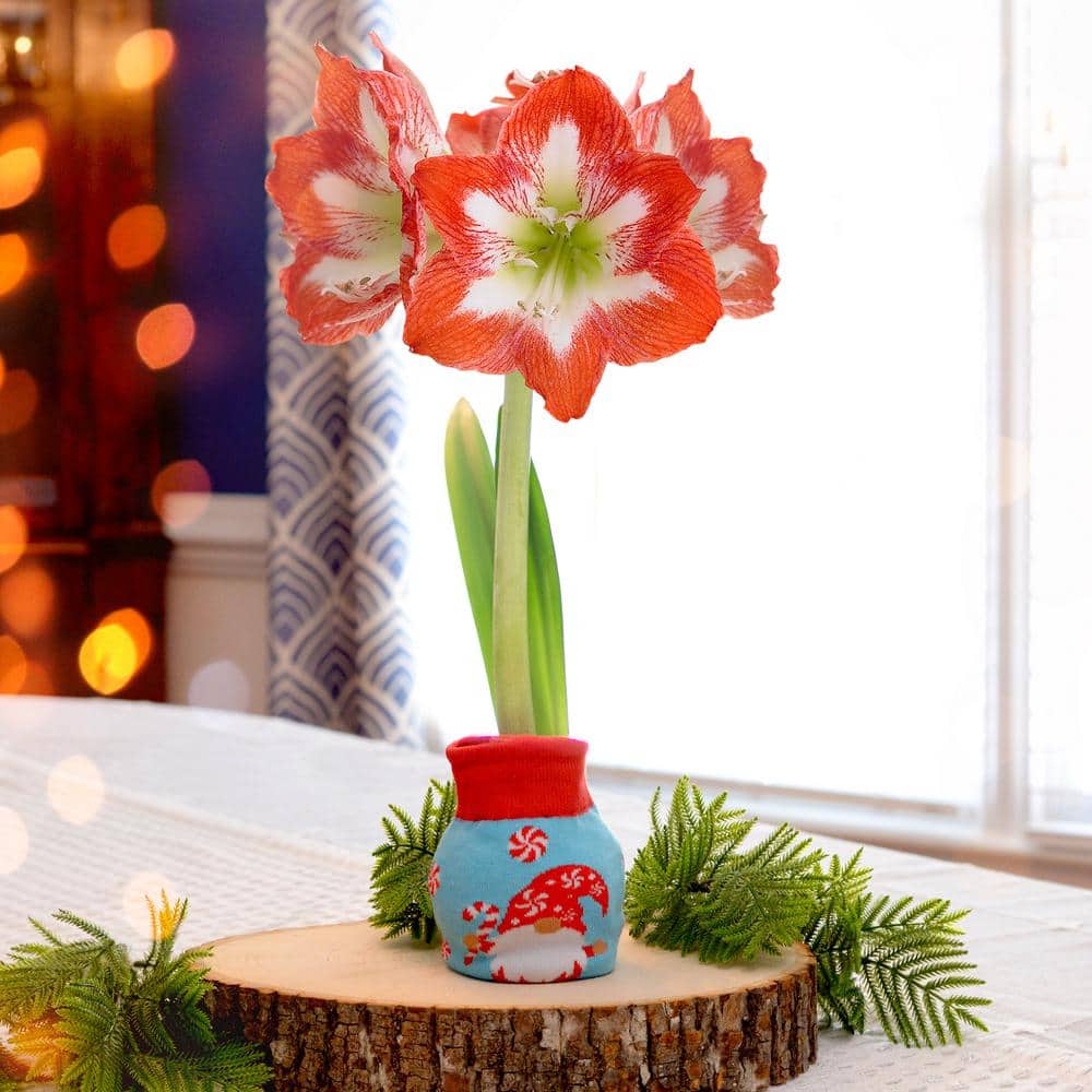 28/30 Cm Minerva Sweater Amaryllis Flower Bulb, Gnome