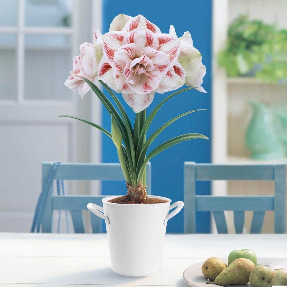 26/28 Cm Galaxy Nymph Double White Amaryllis Bulb Kit With White Container