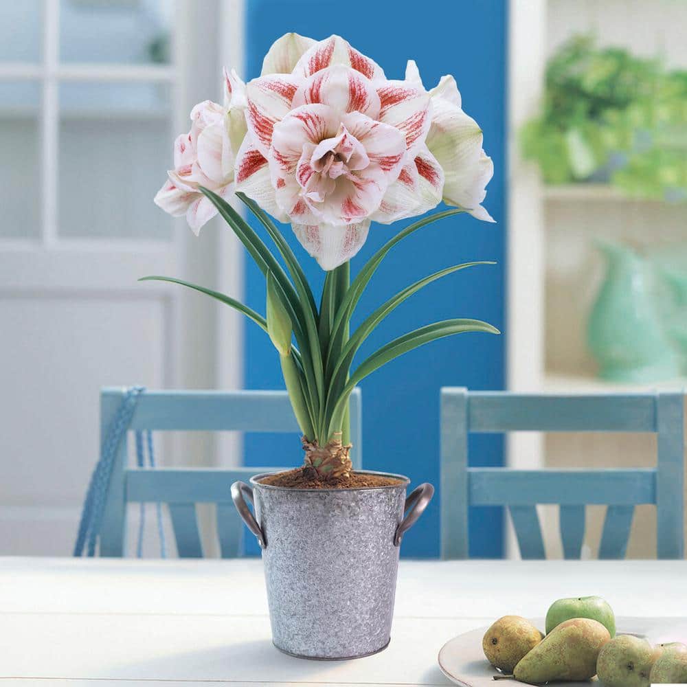 26/28 Cm Galaxy Nymph Double White Amaryllis Bulb Gift Kit With Zinc Container