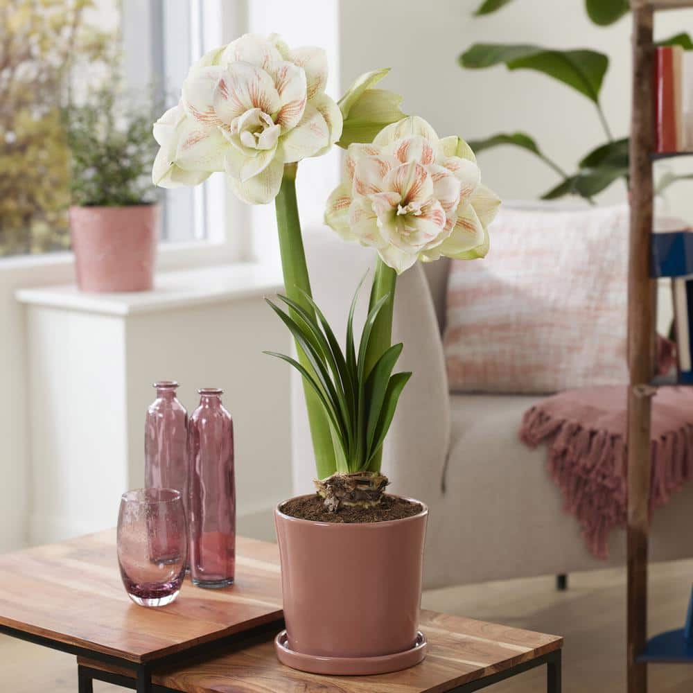 26/28 Cm Galaxy Nymph Double White Amaryllis Flower Bulb (Bag Of 1)