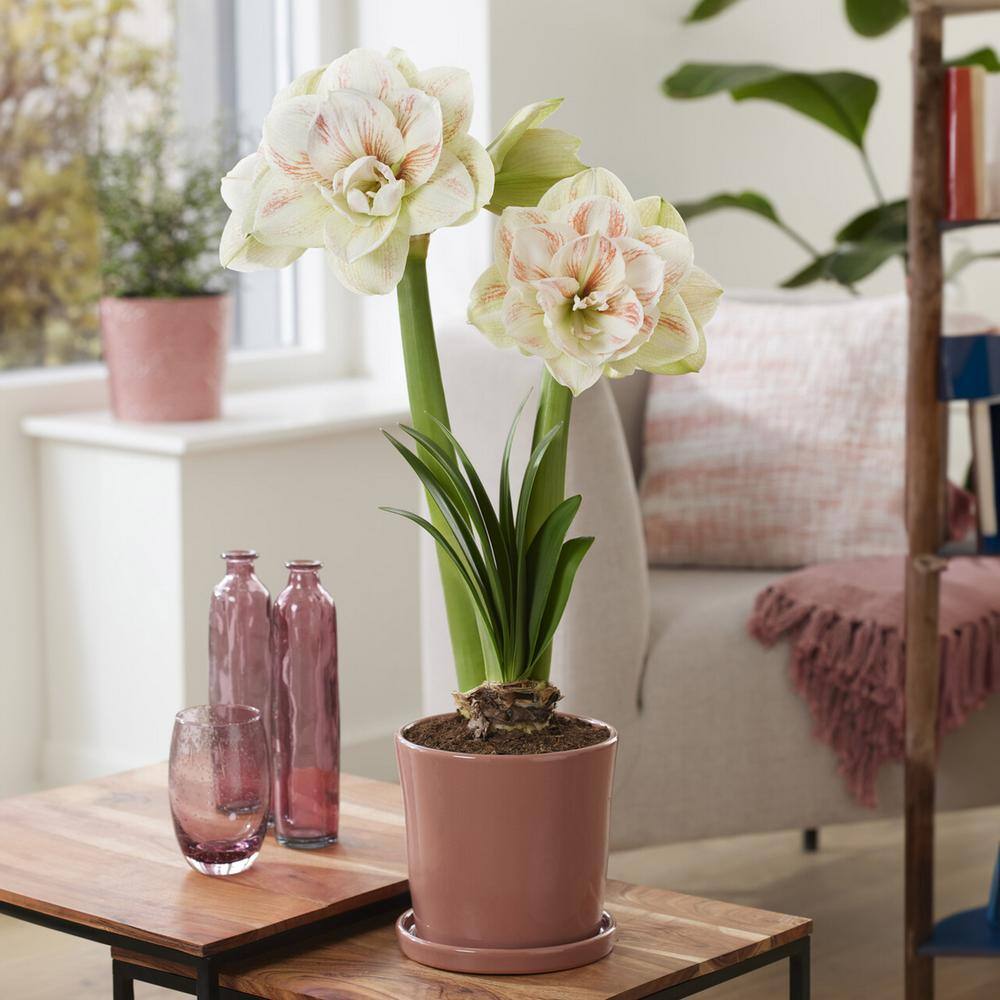 26/28 Cm Galaxy Nymph Double White Amaryllis Flower Bulb (Bag Of 2)