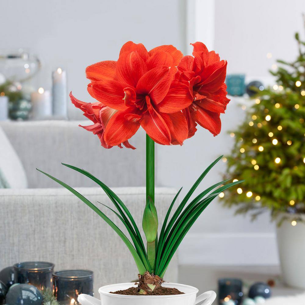 Red Peacock Double Amaryllis Flower Bulb, 26/28cm (Bag Of 2)