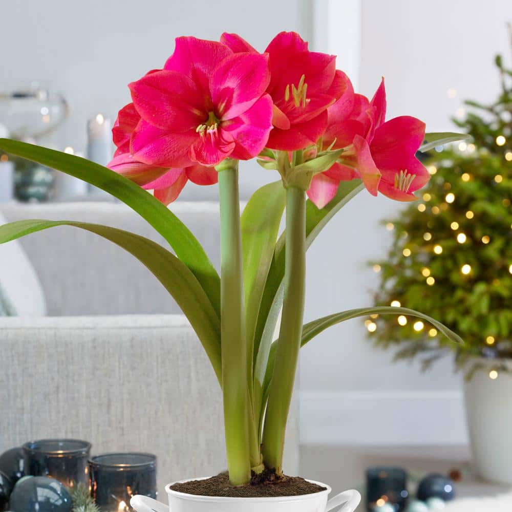 Ice Pink Amaryllis Flower Bulbs, 26/28cm (Bag Of 6)