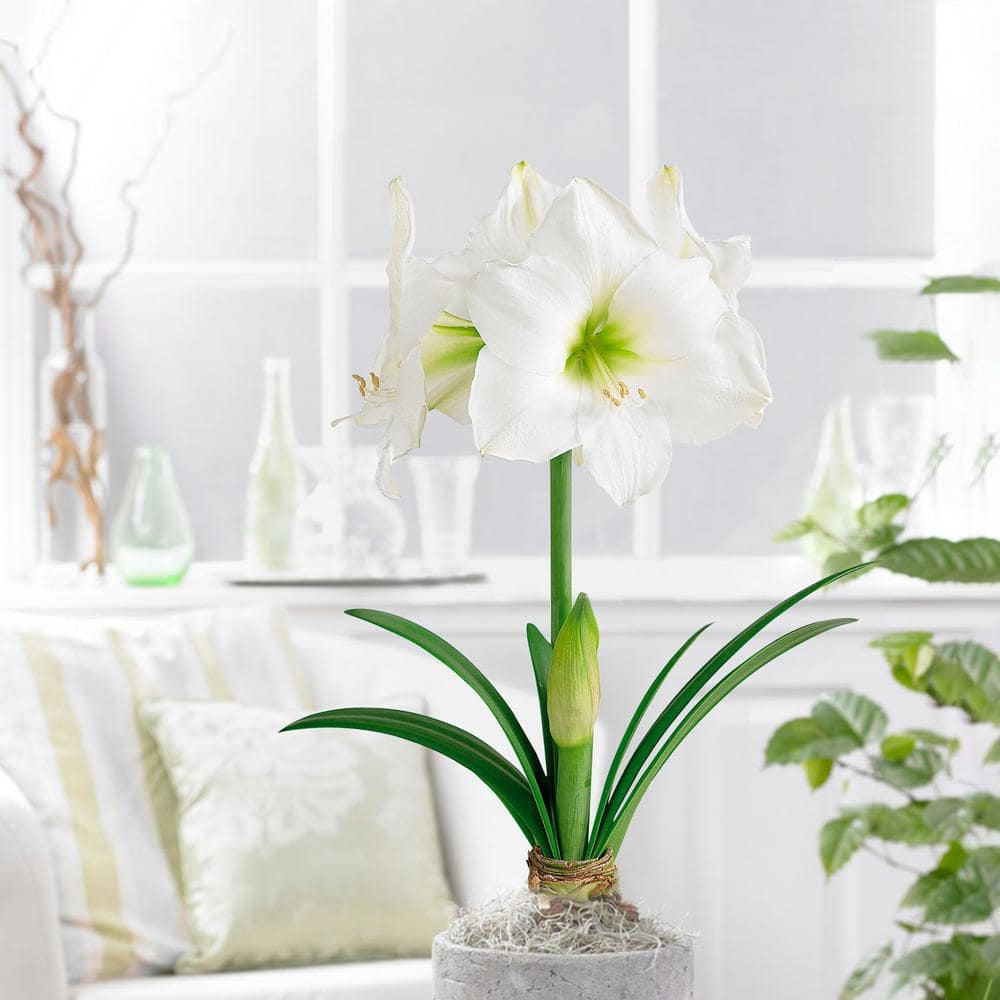 White Christmas Amaryllis Flower Bulbs, 28/30cm (Bag Of 3)