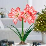 26/28cm, Blossom Peacock Double Amaryllis Flower Bulb (Bag Of 2)