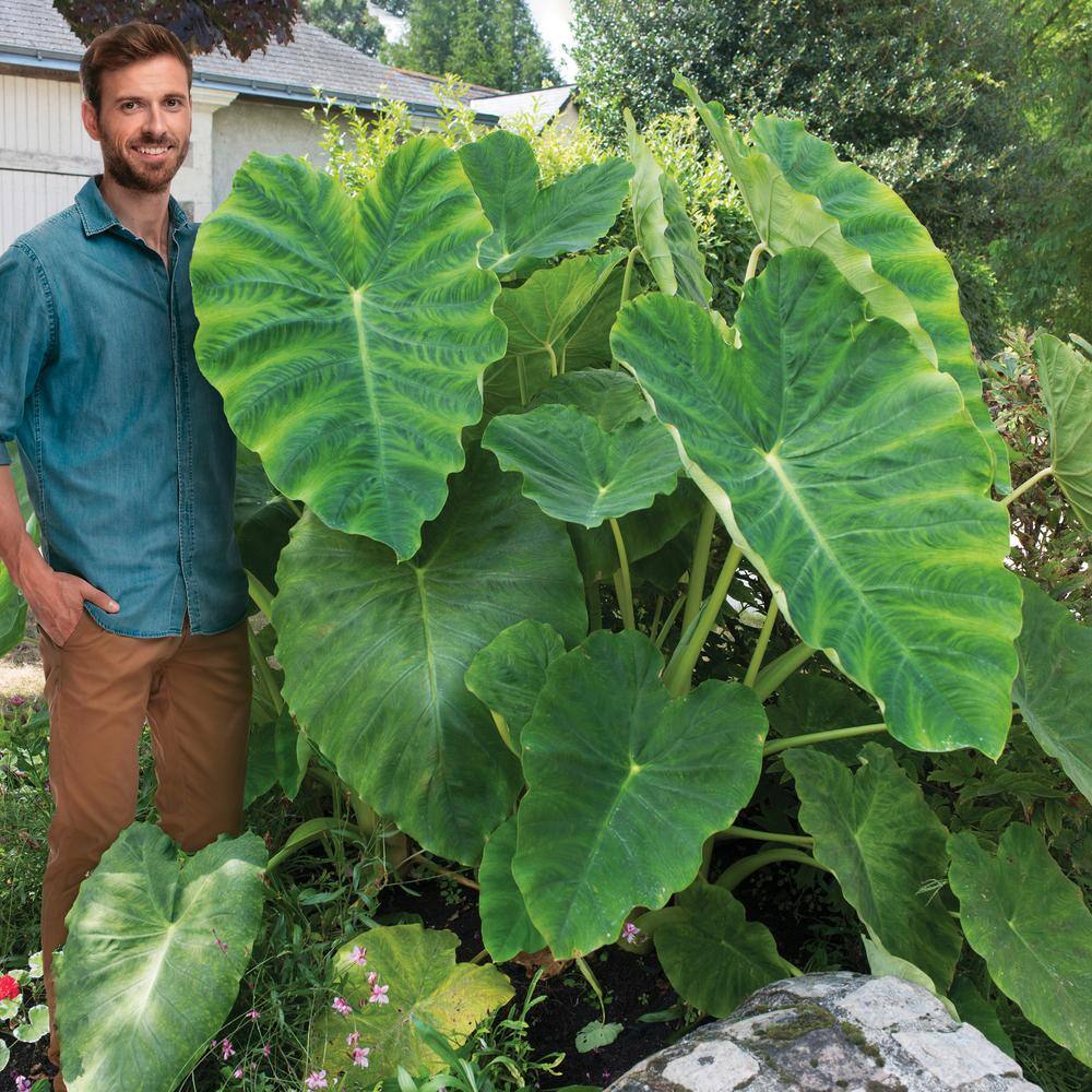 15/17 In. Giant Mammoth Elephant Ear Bulbs (Bag Of 3)