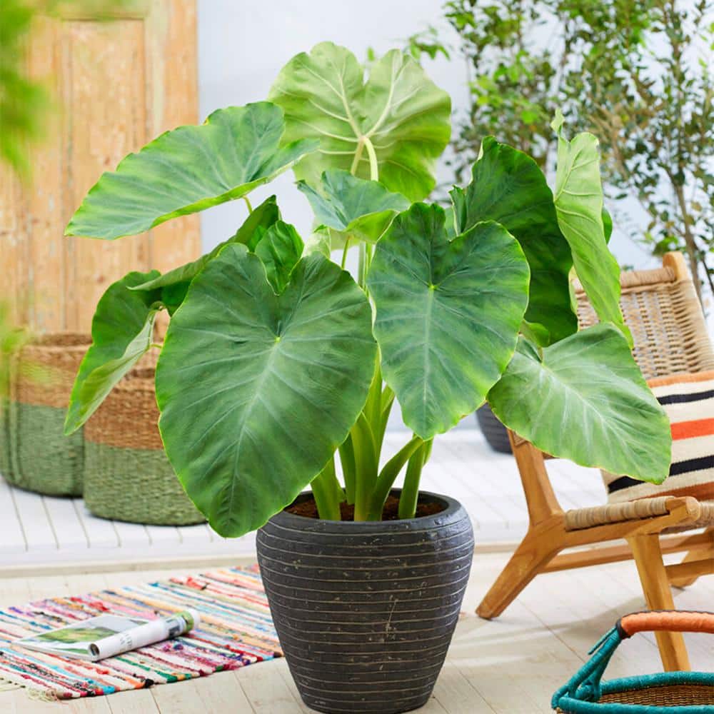 7/9 In. Colocasia Esculenta Elephant Ear Bulbs (Bag Of 20)