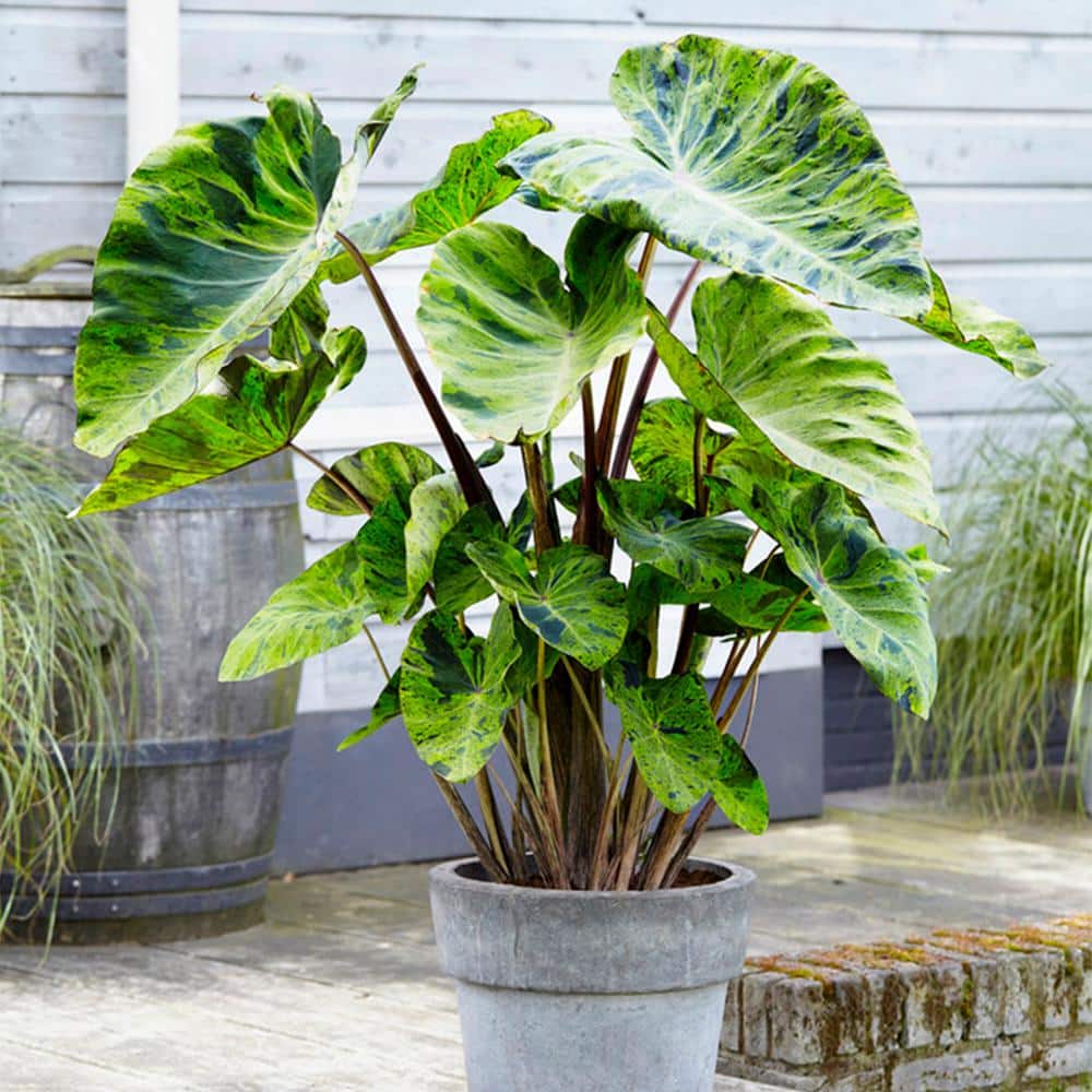 7/9 In., Mojito Elephant Ear Bulbs (Bag Of 1)