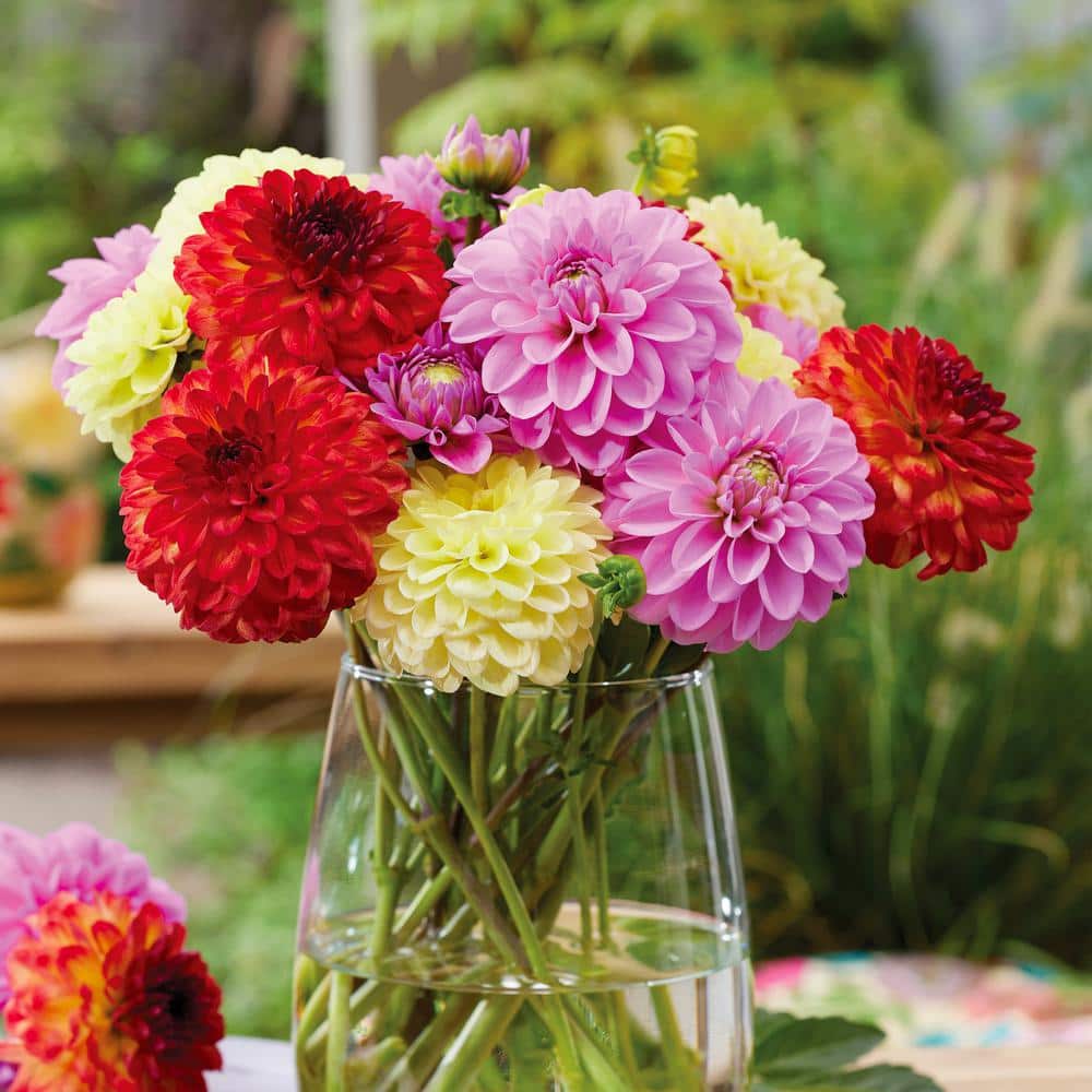 Dahlia Decorative Mixed Live Flower Tubers (Bag Of 8)
