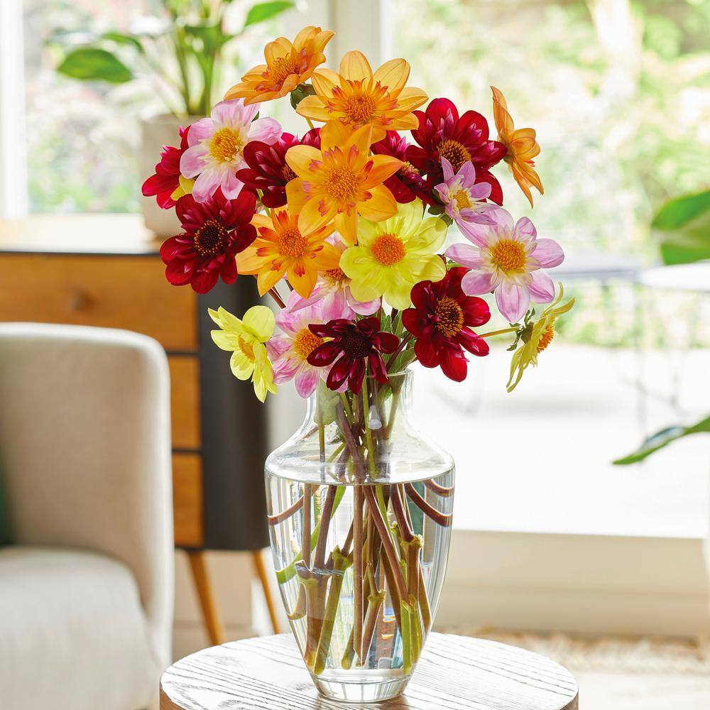 Dahlia Topmix Single Flower Mixed Live Flower Tubers (Bag Of 4)