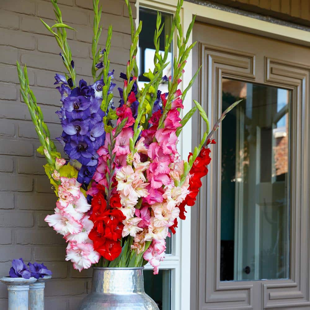 10/12cm, Gladiolus Rainbow Mix Flower Bulbs (Bag Of 25)
