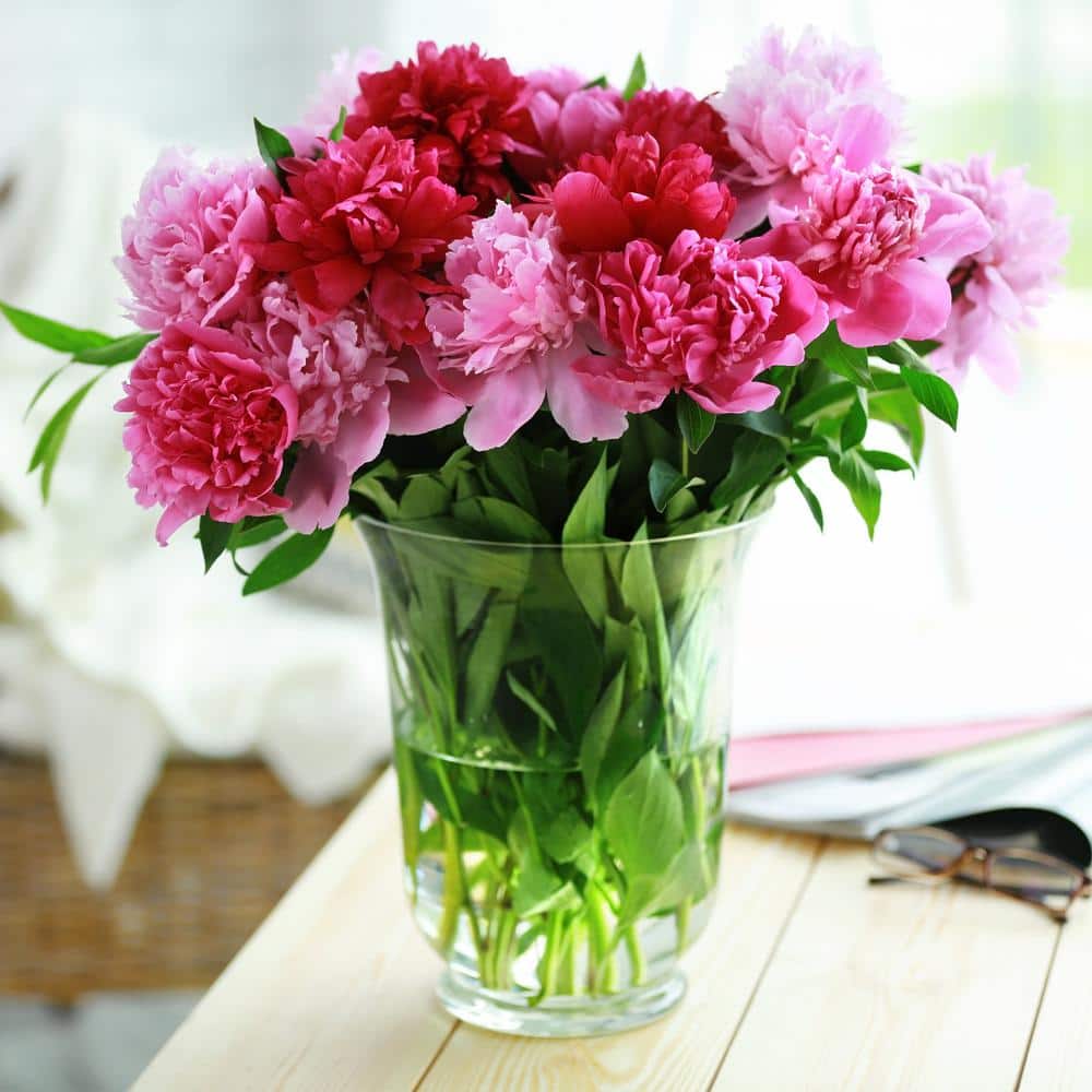 Peony Pink And White Mixed Flower Bulbs, Live Bare Roots (Bag Of 6)