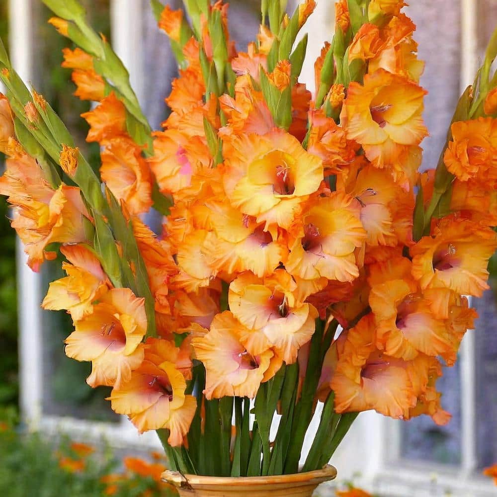 12 Cm/14 Cm, Olympic Flame Gladiolus Flower Bulbs (Bag Of 90)