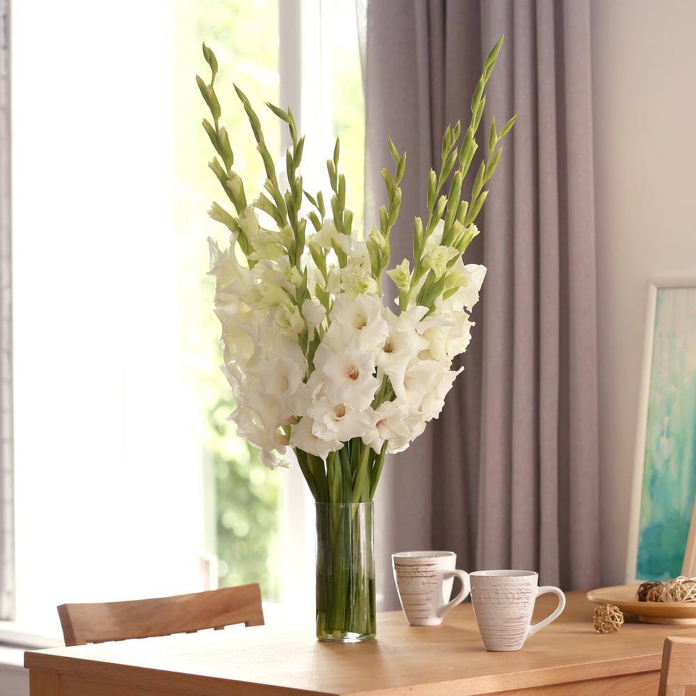 12 Cm/14 Cm, White Polar Bear Gladiolus Flower Bulbs (Bag Of 30)