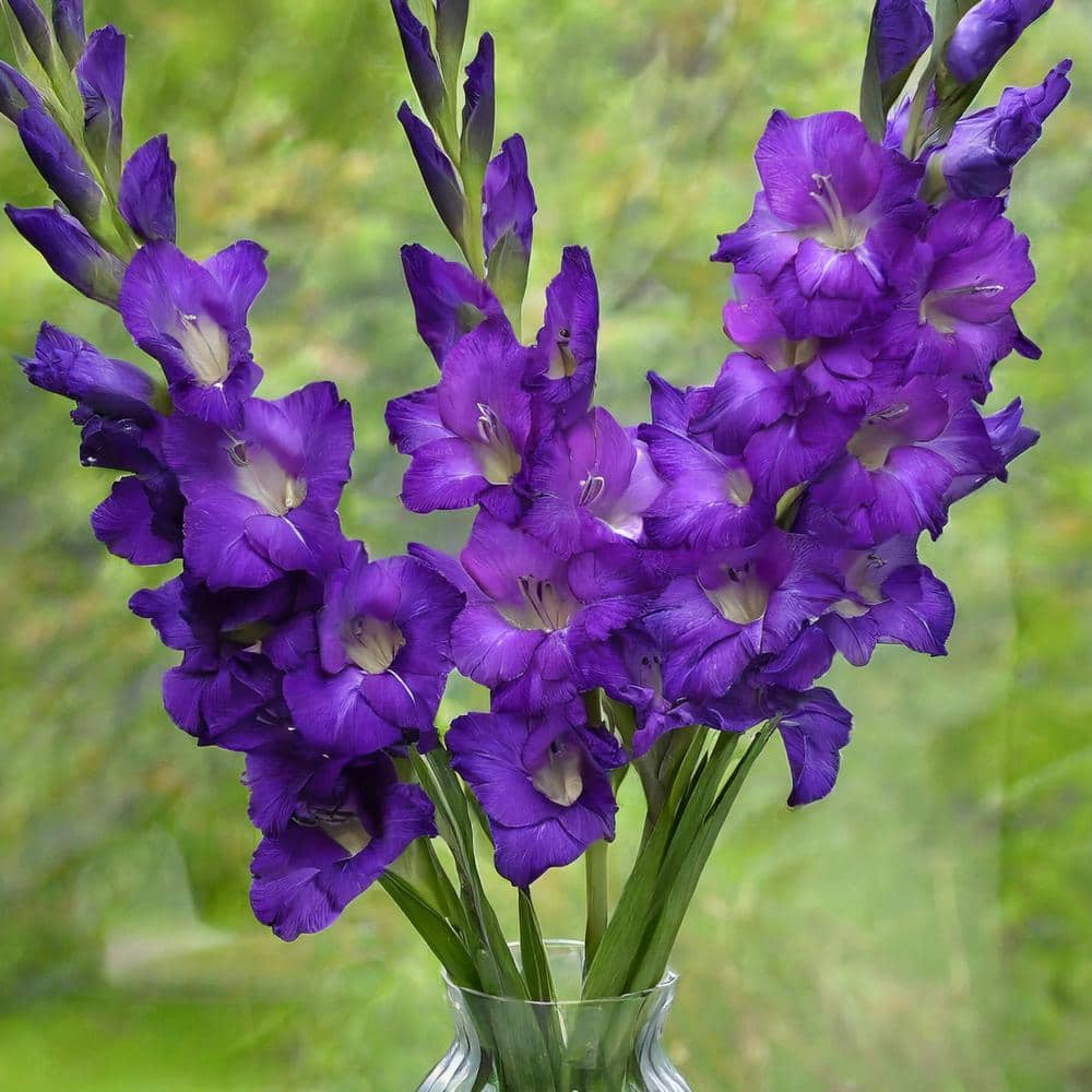 12 Cm/14 Cm, Purple Flora Gladiolus Flower Bulbs (Bag Of 60)