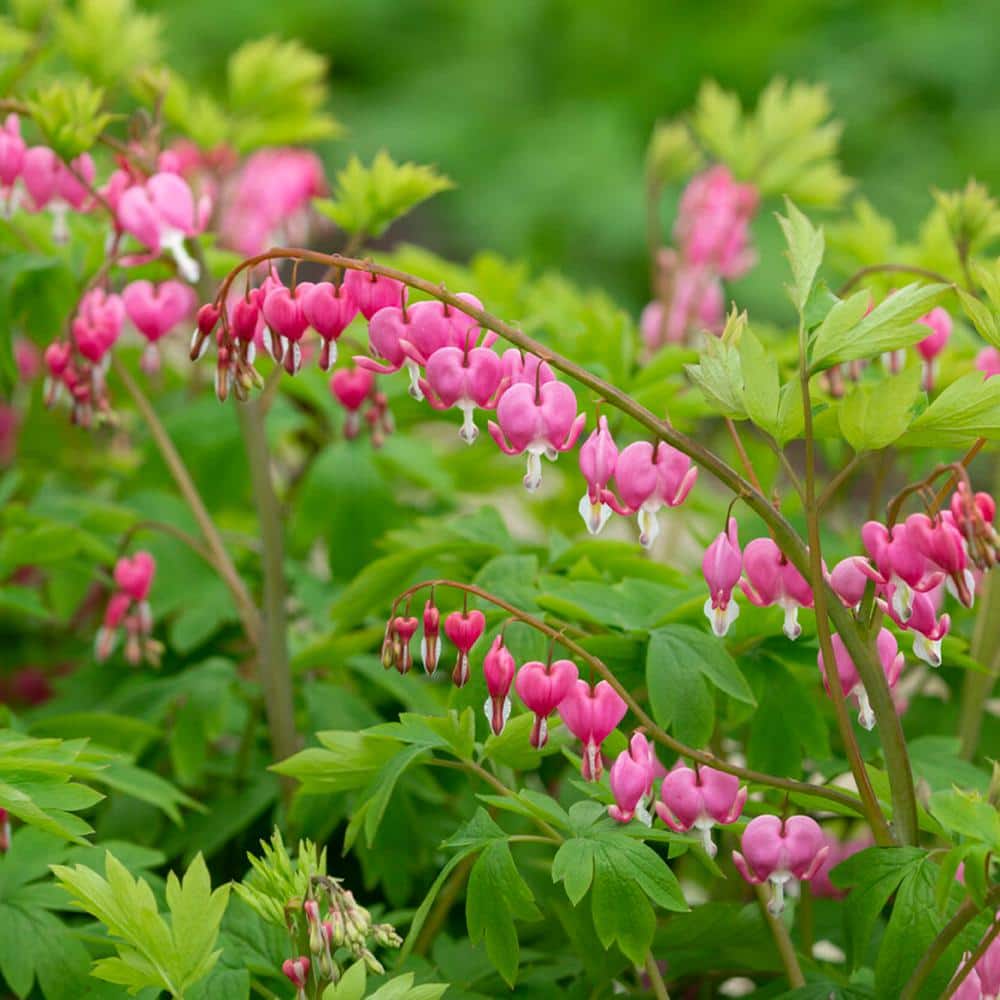 2/3 Eyes, Bleeding Heart Dicentra Spectabilis Flower Bulbs, Bare Root (Bag Of 6)