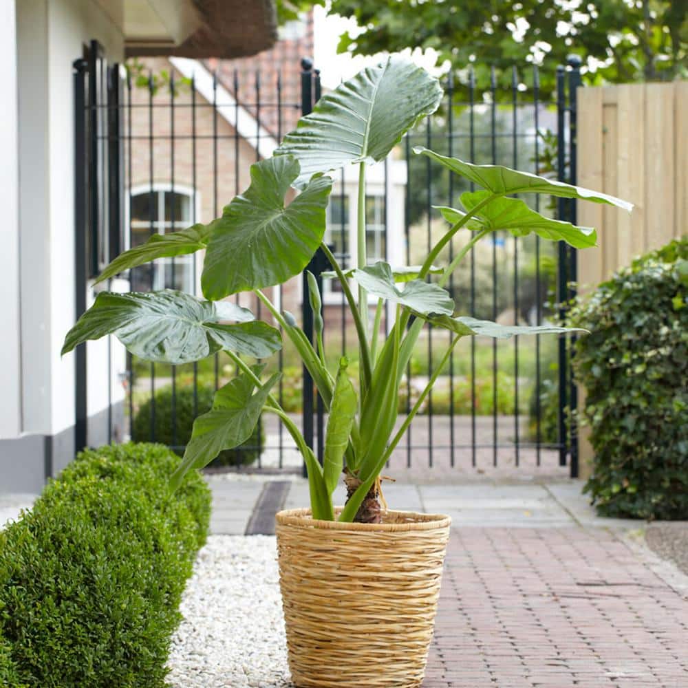 7/9 In. Alocasia Odora Elephant Ear Bulbs (Bag Of 3)