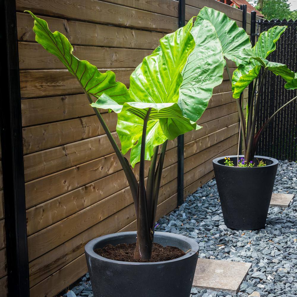 7/9 In. Colocasia Upright Black Elephant Ear Bulbs (Bag Of 5)