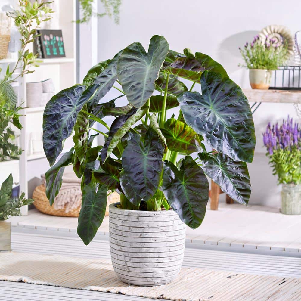 7/9 In. Colocasia Aloha Elephant Ear Bulbs (Bag Of 5)