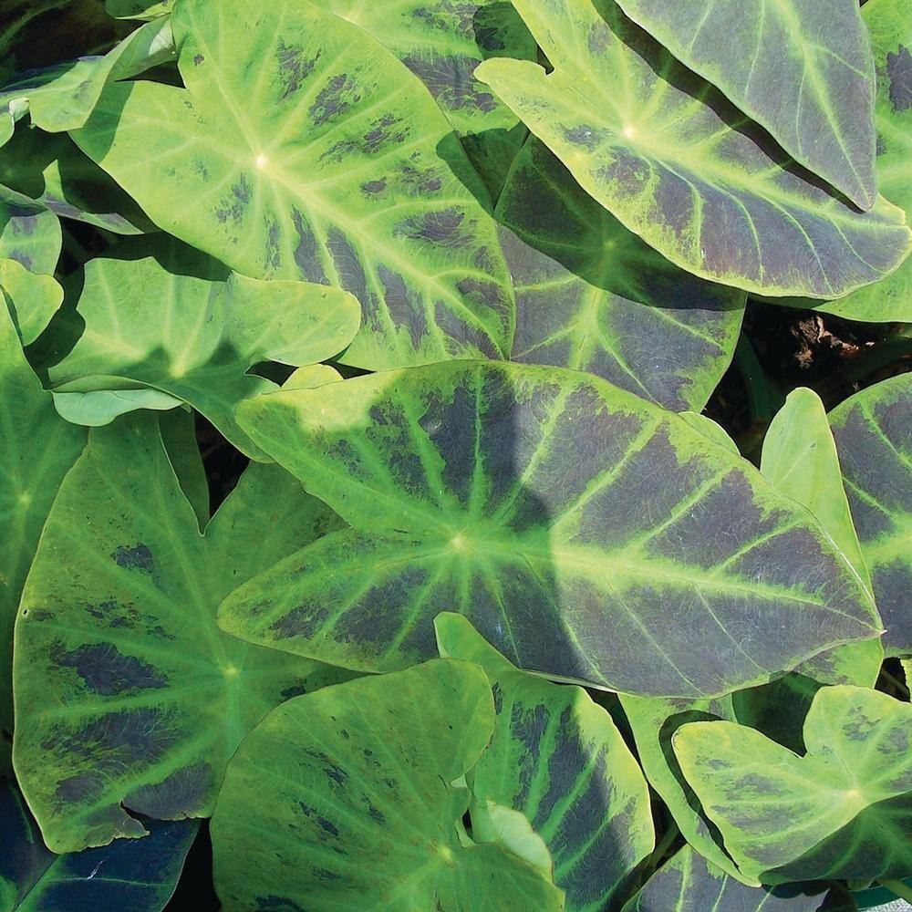 7/9 In., Colocasia Illustris Elephant Ear Bulbs (Bag Of 5)