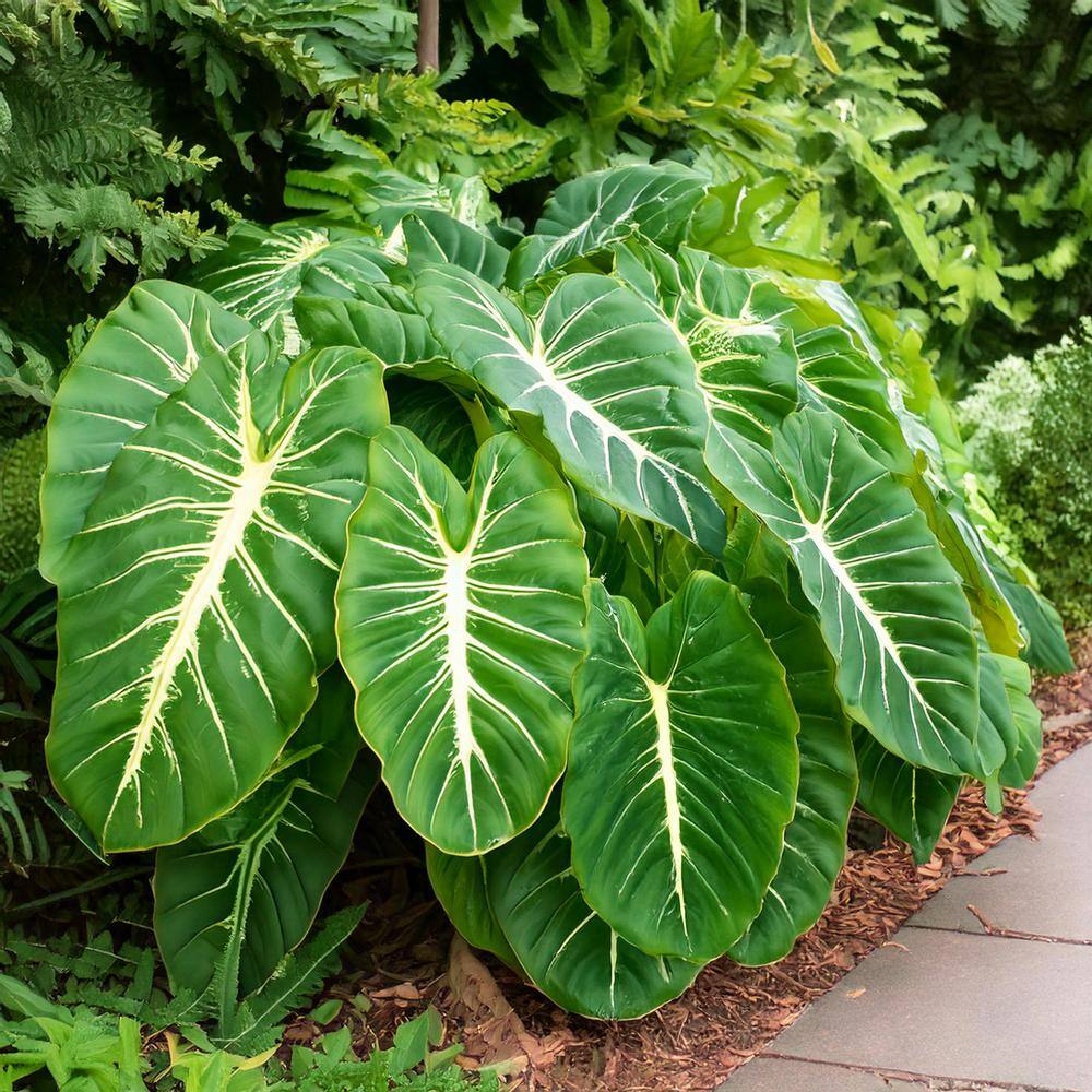 9/11 In. Colocasia White Lava Elephant Ear Bulbs (Bag Of 1)