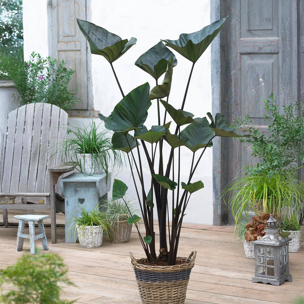 9/11 In. Colocasia Teacup Elephant Ear Bulbs (Bag Of 3)